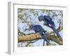 Brazil, Pantanal, Mato Grosso Do Sul. a Pair of Hyacinth Macaws. L.-Nigel Pavitt-Framed Photographic Print