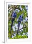 Brazil, Pantanal, Mato Grosso Do Sul. a Pair of Hyacinth Macaws.-Nigel Pavitt-Framed Photographic Print