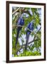 Brazil, Pantanal, Mato Grosso Do Sul. a Pair of Hyacinth Macaws.-Nigel Pavitt-Framed Photographic Print