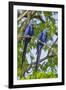 Brazil, Pantanal, Mato Grosso Do Sul. a Pair of Hyacinth Macaws.-Nigel Pavitt-Framed Photographic Print