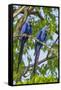 Brazil, Pantanal, Mato Grosso Do Sul. a Pair of Hyacinth Macaws.-Nigel Pavitt-Framed Stretched Canvas