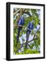 Brazil, Pantanal, Mato Grosso Do Sul. a Pair of Hyacinth Macaws.-Nigel Pavitt-Framed Photographic Print