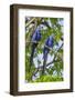 Brazil, Pantanal, Mato Grosso Do Sul. a Pair of Hyacinth Macaws.-Nigel Pavitt-Framed Photographic Print