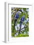 Brazil, Pantanal, Mato Grosso Do Sul. a Pair of Hyacinth Macaws.-Nigel Pavitt-Framed Photographic Print