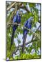 Brazil, Pantanal, Mato Grosso Do Sul. a Pair of Hyacinth Macaws.-Nigel Pavitt-Mounted Photographic Print