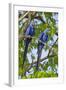 Brazil, Pantanal, Mato Grosso Do Sul. a Pair of Hyacinth Macaws.-Nigel Pavitt-Framed Photographic Print