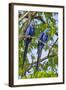 Brazil, Pantanal, Mato Grosso Do Sul. a Pair of Hyacinth Macaws.-Nigel Pavitt-Framed Photographic Print