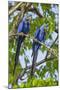 Brazil, Pantanal, Mato Grosso Do Sul. a Pair of Hyacinth Macaws.-Nigel Pavitt-Mounted Photographic Print