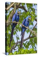 Brazil, Pantanal, Mato Grosso Do Sul. a Pair of Hyacinth Macaws.-Nigel Pavitt-Stretched Canvas