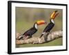 Brazil, Pantanal, Mato Grosso Do Sul. a Pair of Spectacular Toco Toucans Feeding.-Nigel Pavitt-Framed Photographic Print