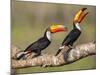 Brazil, Pantanal, Mato Grosso Do Sul. a Pair of Spectacular Toco Toucans Feeding.-Nigel Pavitt-Mounted Photographic Print