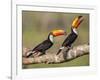 Brazil, Pantanal, Mato Grosso Do Sul. a Pair of Spectacular Toco Toucans Feeding.-Nigel Pavitt-Framed Photographic Print