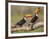 Brazil, Pantanal, Mato Grosso Do Sul. a Pair of Spectacular Toco Toucans Feeding.-Nigel Pavitt-Framed Photographic Print