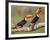 Brazil, Pantanal, Mato Grosso Do Sul. a Pair of Spectacular Toco Toucans Feeding.-Nigel Pavitt-Framed Photographic Print