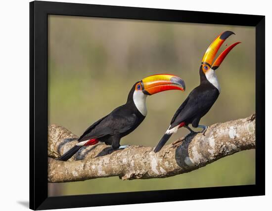 Brazil, Pantanal, Mato Grosso Do Sul. a Pair of Spectacular Toco Toucans Feeding.-Nigel Pavitt-Framed Photographic Print