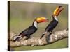 Brazil, Pantanal, Mato Grosso Do Sul. a Pair of Spectacular Toco Toucans Feeding.-Nigel Pavitt-Stretched Canvas