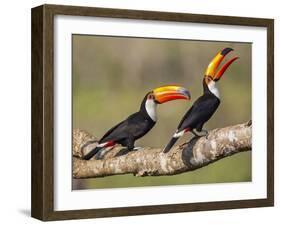 Brazil, Pantanal, Mato Grosso Do Sul. a Pair of Spectacular Toco Toucans Feeding.-Nigel Pavitt-Framed Photographic Print