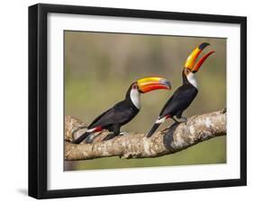 Brazil, Pantanal, Mato Grosso Do Sul. a Pair of Spectacular Toco Toucans Feeding.-Nigel Pavitt-Framed Photographic Print