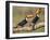 Brazil, Pantanal, Mato Grosso Do Sul. a Pair of Spectacular Toco Toucans Feeding.-Nigel Pavitt-Framed Photographic Print