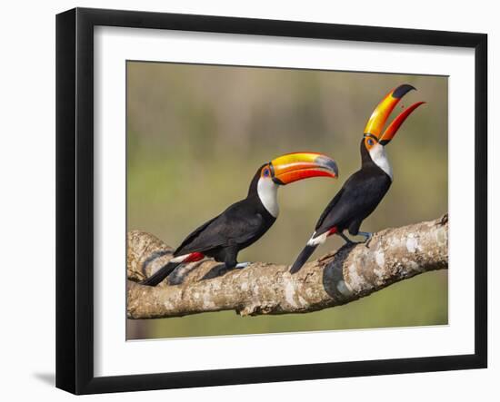 Brazil, Pantanal, Mato Grosso Do Sul. a Pair of Spectacular Toco Toucans Feeding.-Nigel Pavitt-Framed Photographic Print