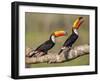 Brazil, Pantanal, Mato Grosso Do Sul. a Pair of Spectacular Toco Toucans Feeding.-Nigel Pavitt-Framed Photographic Print