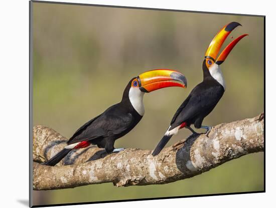 Brazil, Pantanal, Mato Grosso Do Sul. a Pair of Spectacular Toco Toucans Feeding.-Nigel Pavitt-Mounted Photographic Print