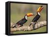 Brazil, Pantanal, Mato Grosso Do Sul. a Pair of Spectacular Toco Toucans Feeding.-Nigel Pavitt-Framed Stretched Canvas