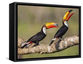 Brazil, Pantanal, Mato Grosso Do Sul. a Pair of Spectacular Toco Toucans Feeding.-Nigel Pavitt-Framed Stretched Canvas