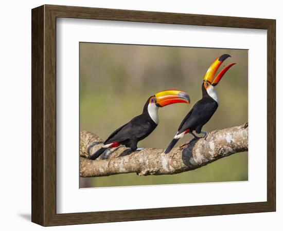 Brazil, Pantanal, Mato Grosso Do Sul. a Pair of Spectacular Toco Toucans Feeding.-Nigel Pavitt-Framed Photographic Print