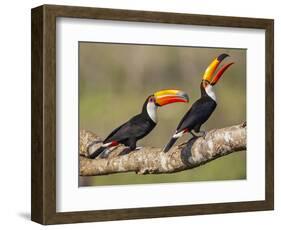 Brazil, Pantanal, Mato Grosso Do Sul. a Pair of Spectacular Toco Toucans Feeding.-Nigel Pavitt-Framed Photographic Print