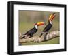 Brazil, Pantanal, Mato Grosso Do Sul. a Pair of Spectacular Toco Toucans Feeding.-Nigel Pavitt-Framed Photographic Print