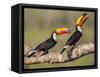 Brazil, Pantanal, Mato Grosso Do Sul. a Pair of Spectacular Toco Toucans Feeding.-Nigel Pavitt-Framed Stretched Canvas