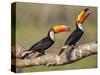 Brazil, Pantanal, Mato Grosso Do Sul. a Pair of Spectacular Toco Toucans Feeding.-Nigel Pavitt-Stretched Canvas