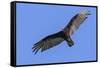 Brazil, Pantanal, Mato Grosso Do Sul. a Turkey Vulture in Flight.-Nigel Pavitt-Framed Stretched Canvas