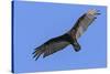 Brazil, Pantanal, Mato Grosso Do Sul. a Turkey Vulture in Flight.-Nigel Pavitt-Stretched Canvas