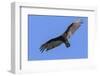 Brazil, Pantanal, Mato Grosso Do Sul. a Turkey Vulture in Flight.-Nigel Pavitt-Framed Photographic Print