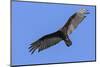 Brazil, Pantanal, Mato Grosso Do Sul. a Turkey Vulture in Flight.-Nigel Pavitt-Mounted Photographic Print