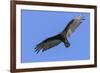 Brazil, Pantanal, Mato Grosso Do Sul. a Turkey Vulture in Flight.-Nigel Pavitt-Framed Photographic Print