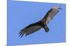 Brazil, Pantanal, Mato Grosso Do Sul. a Turkey Vulture in Flight.-Nigel Pavitt-Mounted Photographic Print
