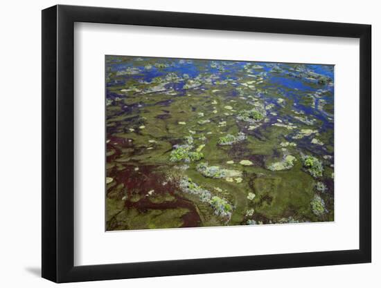 Brazil, Pantanal, Mato Grosso Do Sul. an Aerial View of a Section of the Pantanal-Nigel Pavitt-Framed Photographic Print