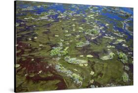 Brazil, Pantanal, Mato Grosso Do Sul. an Aerial View of a Section of the Pantanal-Nigel Pavitt-Stretched Canvas