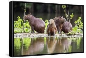 Brazil, Pantanal, Mato Grosso Do Sul. Capybaras on a Sandbank in the Middle of the Pixaim River.-Nigel Pavitt-Framed Stretched Canvas