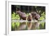 Brazil, Pantanal, Mato Grosso Do Sul. Capybaras on a Sandbank in the Middle of the Pixaim River.-Nigel Pavitt-Framed Photographic Print