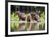 Brazil, Pantanal, Mato Grosso Do Sul. Capybaras on a Sandbank in the Middle of the Pixaim River.-Nigel Pavitt-Framed Photographic Print