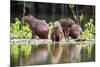 Brazil, Pantanal, Mato Grosso Do Sul. Capybaras on a Sandbank in the Middle of the Pixaim River.-Nigel Pavitt-Mounted Photographic Print