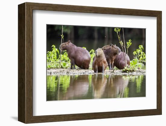 Brazil, Pantanal, Mato Grosso Do Sul. Capybaras on a Sandbank in the Middle of the Pixaim River.-Nigel Pavitt-Framed Photographic Print
