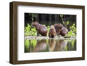 Brazil, Pantanal, Mato Grosso Do Sul. Capybaras on a Sandbank in the Middle of the Pixaim River.-Nigel Pavitt-Framed Photographic Print