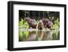 Brazil, Pantanal, Mato Grosso Do Sul. Capybaras on a Sandbank in the Middle of the Pixaim River.-Nigel Pavitt-Framed Photographic Print