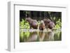 Brazil, Pantanal, Mato Grosso Do Sul. Capybaras on a Sandbank in the Middle of the Pixaim River.-Nigel Pavitt-Framed Photographic Print