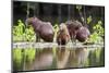 Brazil, Pantanal, Mato Grosso Do Sul. Capybaras on a Sandbank in the Middle of the Pixaim River.-Nigel Pavitt-Mounted Photographic Print